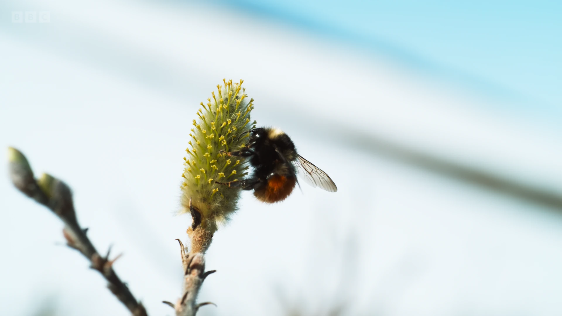 Lapland bumblebee (Bombus lapponicus) as shown in Frozen Planet II - Frozen Lands